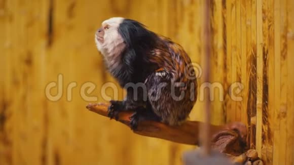 矮人白耳猴视频的预览图