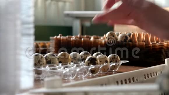 蛋壳塑料工人分拣包装鹌鹑视频的预览图