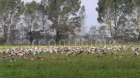 德国古尼泽附近田野里的鹤视频的预览图
