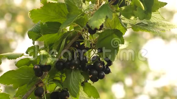 收获黑加仑树枝上有美味的浆果花园生意特写镜头花园里的黑色成熟多汁的醋栗视频的预览图
