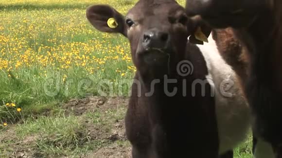 小牛靠近镜头嗅探视频的预览图