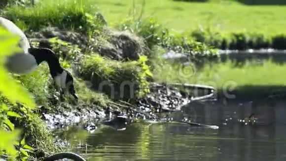 小鸭子和小鸭子在草地上散步视频的预览图