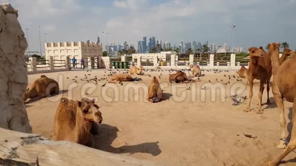 卡塔尔多哈WaqifSouq骆驼队视频的预览图