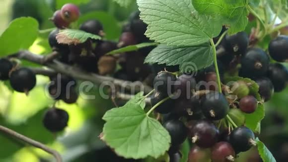 大甜醋栗收获黑加仑树枝上有美味的浆果花园生意特写镜头黑色成熟多汁视频的预览图