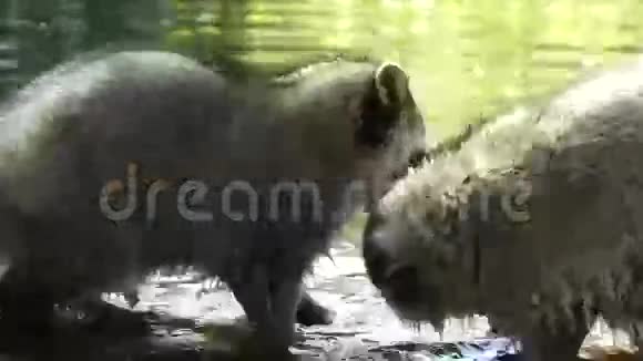 浣熊与水作战视频的预览图