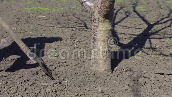 人在春天挖树用铲子视频的预览图