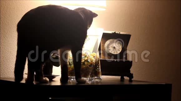 黑暗的房间和猫从鱼缸喝视频的预览图
