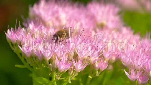 蜜蜂采集花蜜盛开的粉红色花朵视频的预览图