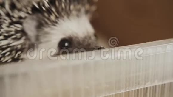 小宠物刺猬在木笼地板上嗅来嗅去视频的预览图