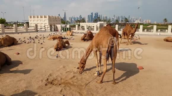卡塔尔多哈WaqifSouq骆驼队视频的预览图