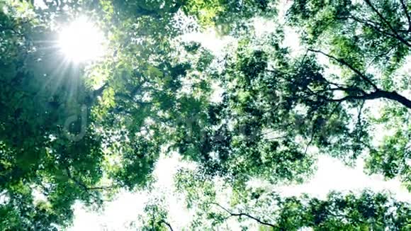 来自树木的阳光视频的预览图