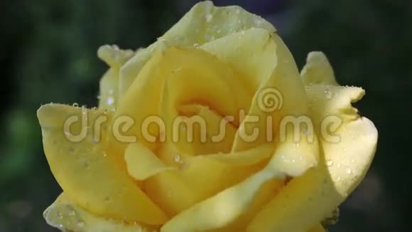 春天的花园里有水滴的黄玫瑰视频的预览图