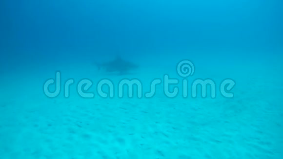牛鲨在卡门河边的水域里和鱼尾一起游泳视频的预览图