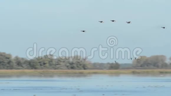 一群鹅在湖上飞翔休息哈维尔兰地区秋季鸟类迁徙季节视频的预览图