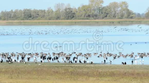 一群鹅在湖上飞翔休息哈维尔兰地区秋季鸟类迁徙季节视频的预览图