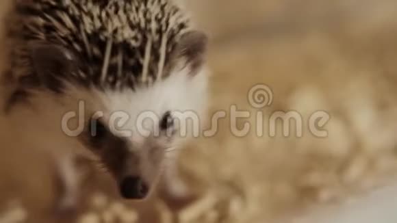 小宠物家的小刺猬在笼子里车轮上奔跑视频的预览图