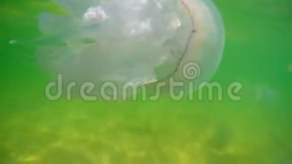 漂浮在黑海水下的水母视频的预览图