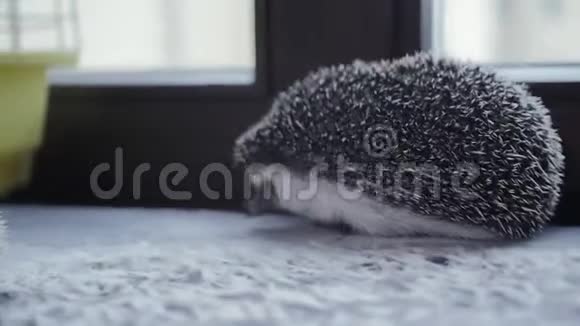 可爱的小宠物刺猬走在公寓的窗台上视频的预览图