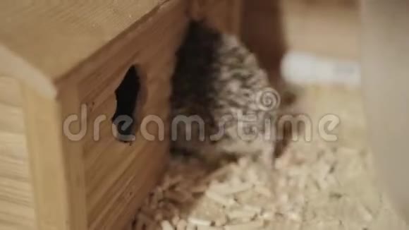 小宠物驯养的刺猬在笼子里走进小房子视频的预览图