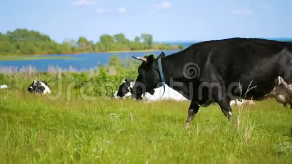 在阳光明媚的日子里奶牛在河边的草地上放牧视频的预览图