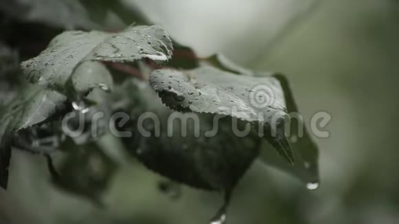雨点落在绿叶上雨点落在林间视频的预览图