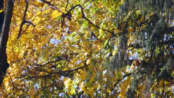 在秋天的森林里阳光灿烂视频的预览图