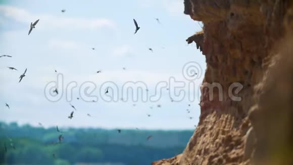 夏天一大群鸟在河上的悬崖上飞翔视频的预览图