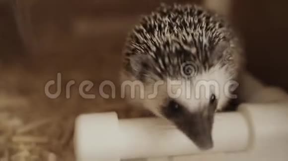 可爱的宠物刺猬在木笼地板上嗅来嗅去视频的预览图