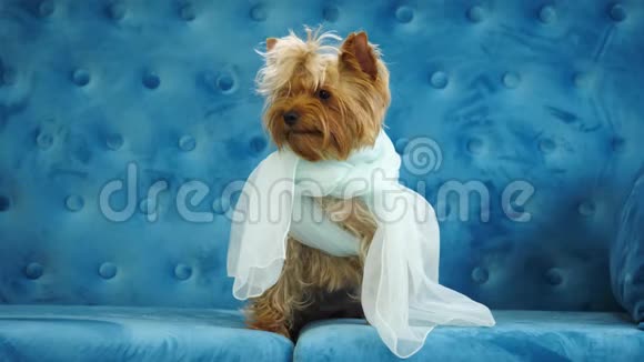 约克郡猎犬的可爱的狗坐在沙发上当新娘视频的预览图