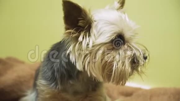 带导管的狗在诊所里视频的预览图