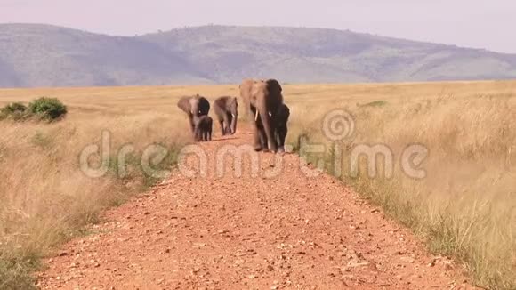 大象沿着小路走的足迹视频的预览图
