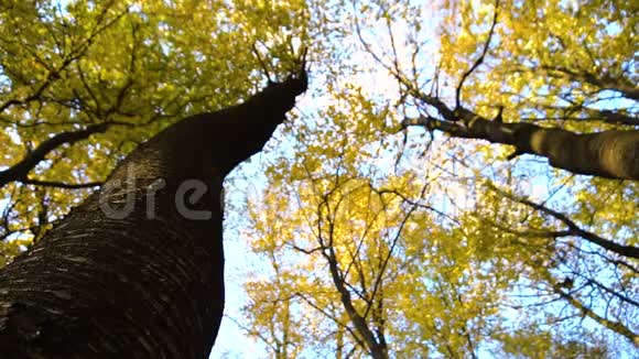 秋天的树叶在缓慢的运动中飘落阳光在落叶中闪耀视频的预览图