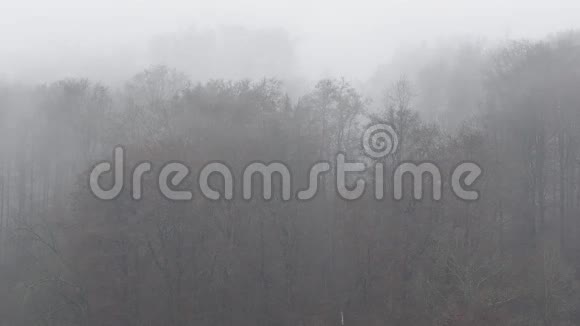 森林雾视频的预览图