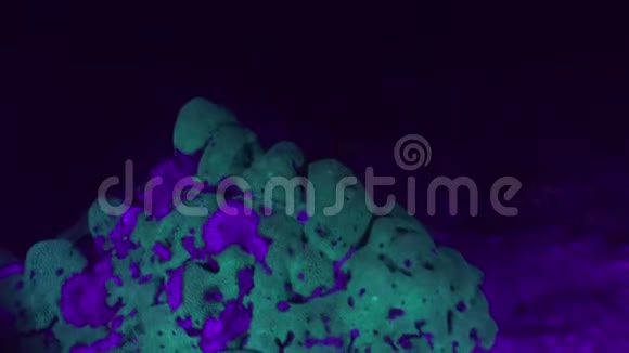 珊瑚礁紫外线视频的预览图