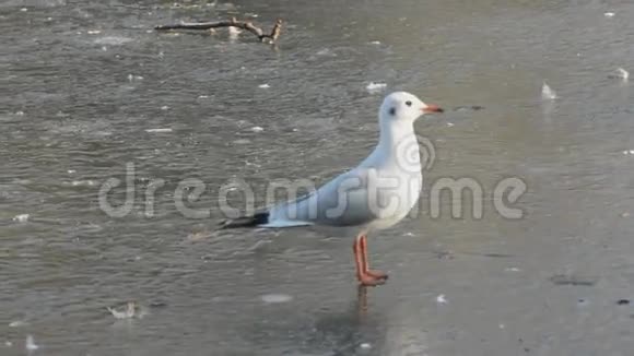 海鸥滑冰视频的预览图