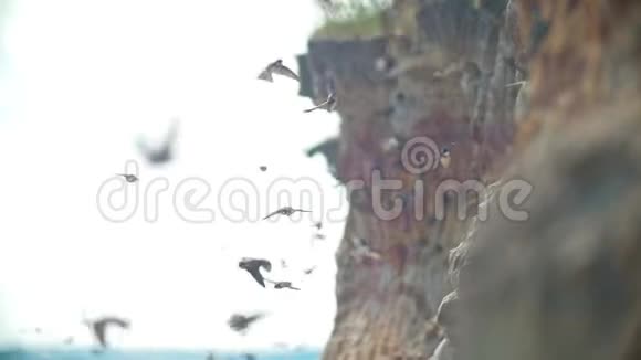 夏天一大群鸟在河上的悬崖上飞翔视频的预览图
