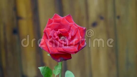 深色的红玫瑰花在木质背景上绽放视频的预览图