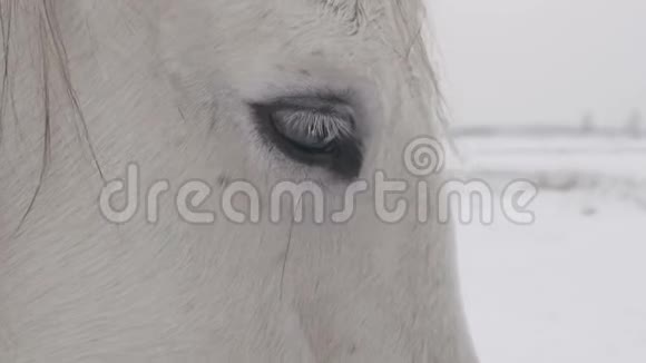 白马站在白雪皑皑的冬田里视频的预览图