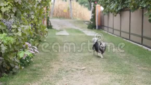 一只黑白相间的狗在草地上朝镜头奔跑视频的预览图