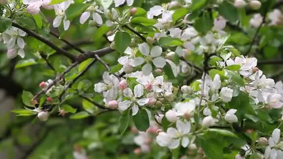 春天的果园里有蜜蜂和野鸟的歌声开花的果园树春天的背景春天的果园视频的预览图