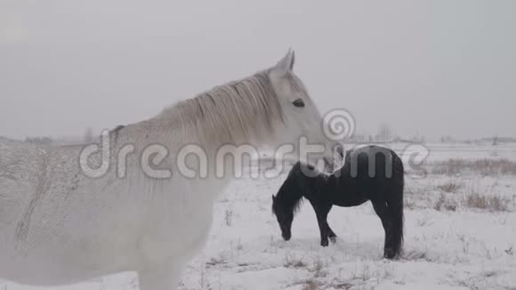 白马站在白雪皑皑的冬田里视频的预览图