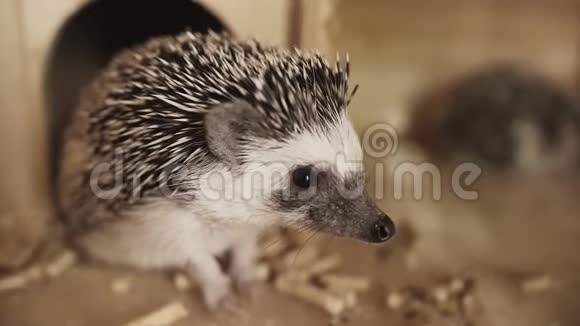 可爱的宠物驯养刺猬坐在笼子里的小房子附近视频的预览图