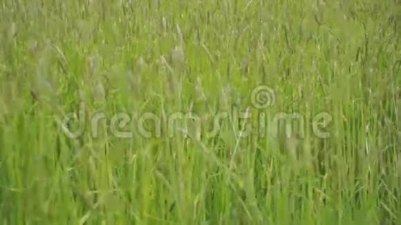绿草如茵的田野上视频的预览图
