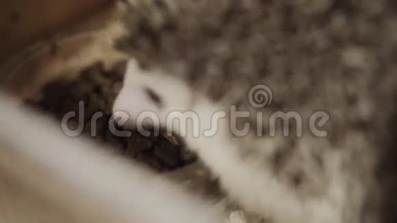 可爱的宠物驯养刺猬吃碗里的食物视频的预览图