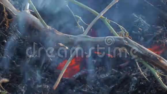 大自然燃烧灌木丛树枝绿草干芦苇燃烧一秒钟就有强烈的火焰黑暗视频的预览图