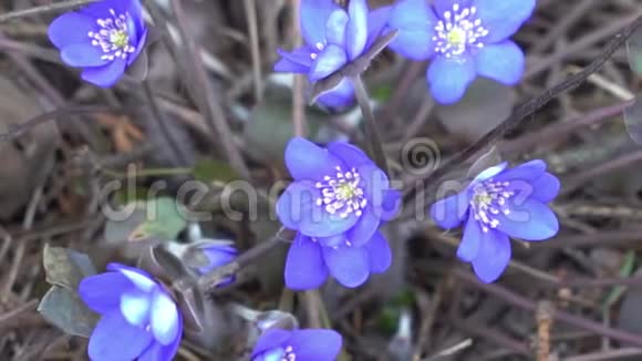 四月在干燥的森林里有蓝色的雪花视频的预览图