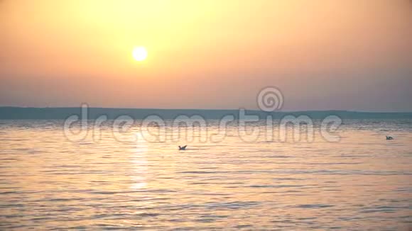 海鸥在黄昏时缓慢地飞过水面视频的预览图
