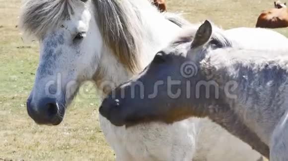 荷兰阿姆兰沙丘上的两匹马视频的预览图