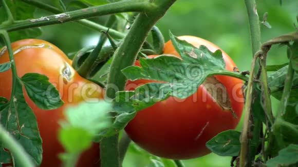 种植番茄视频的预览图