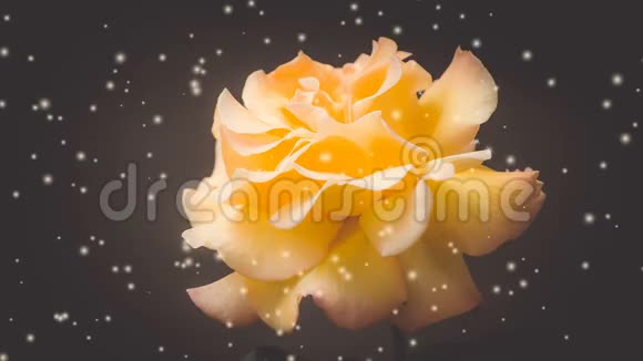黑色背景特写滤镜或效果上的橙色玫瑰视频的预览图